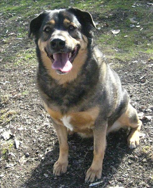 Looking for a forever home; Vernon SPCA pet of the week | iNFOnews.ca