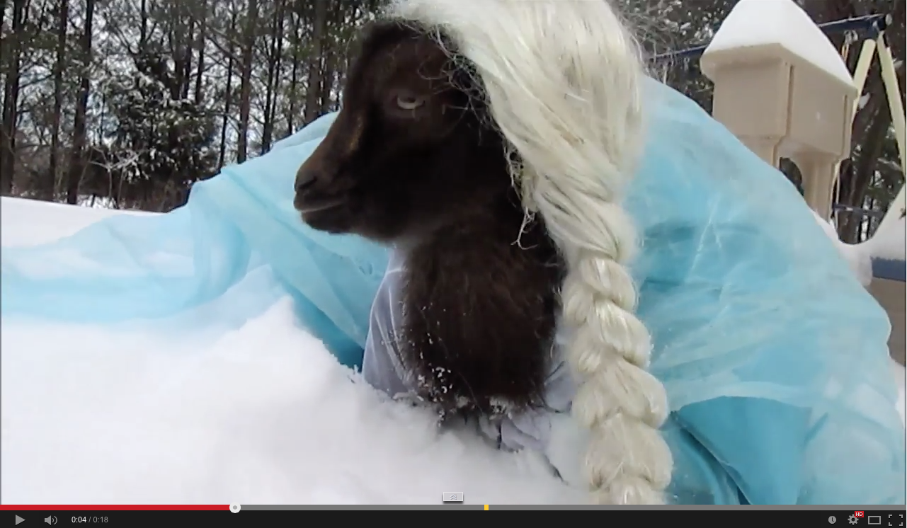 Goat dressed up as princess from Frozen | iNFOnews.ca Goat dressed up as princess from Frozen | iNFOnews.ca