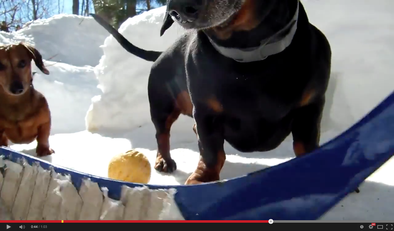 Dachshunds playing hockey | iNFOnews.ca