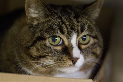 Looking for a forever home; Vernon SPCA pet of the week | iNFOnews.ca