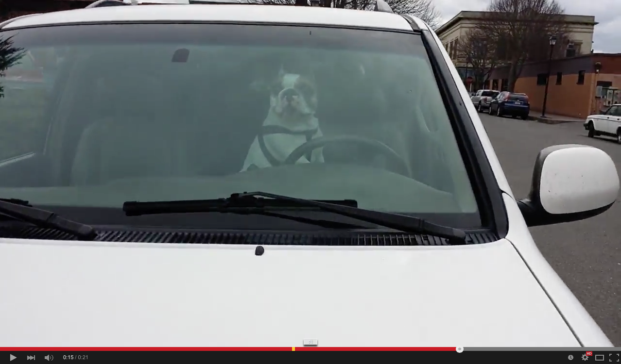 Leaving your dog in the car is not cool: dog | iNFOnews.ca