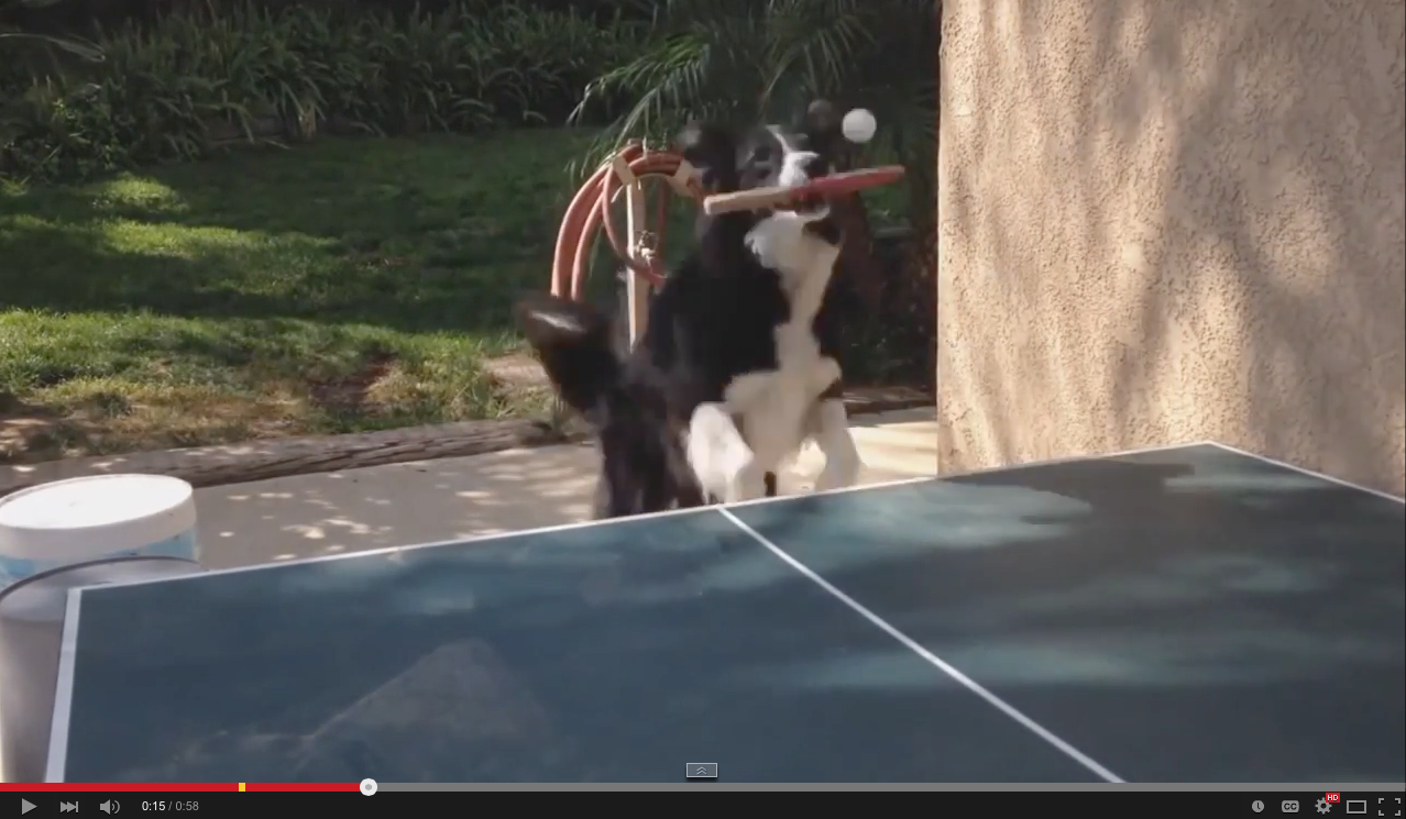 Dog playing ping pong | iNFOnews.ca Dog playing ping pong | iNFOnews.ca