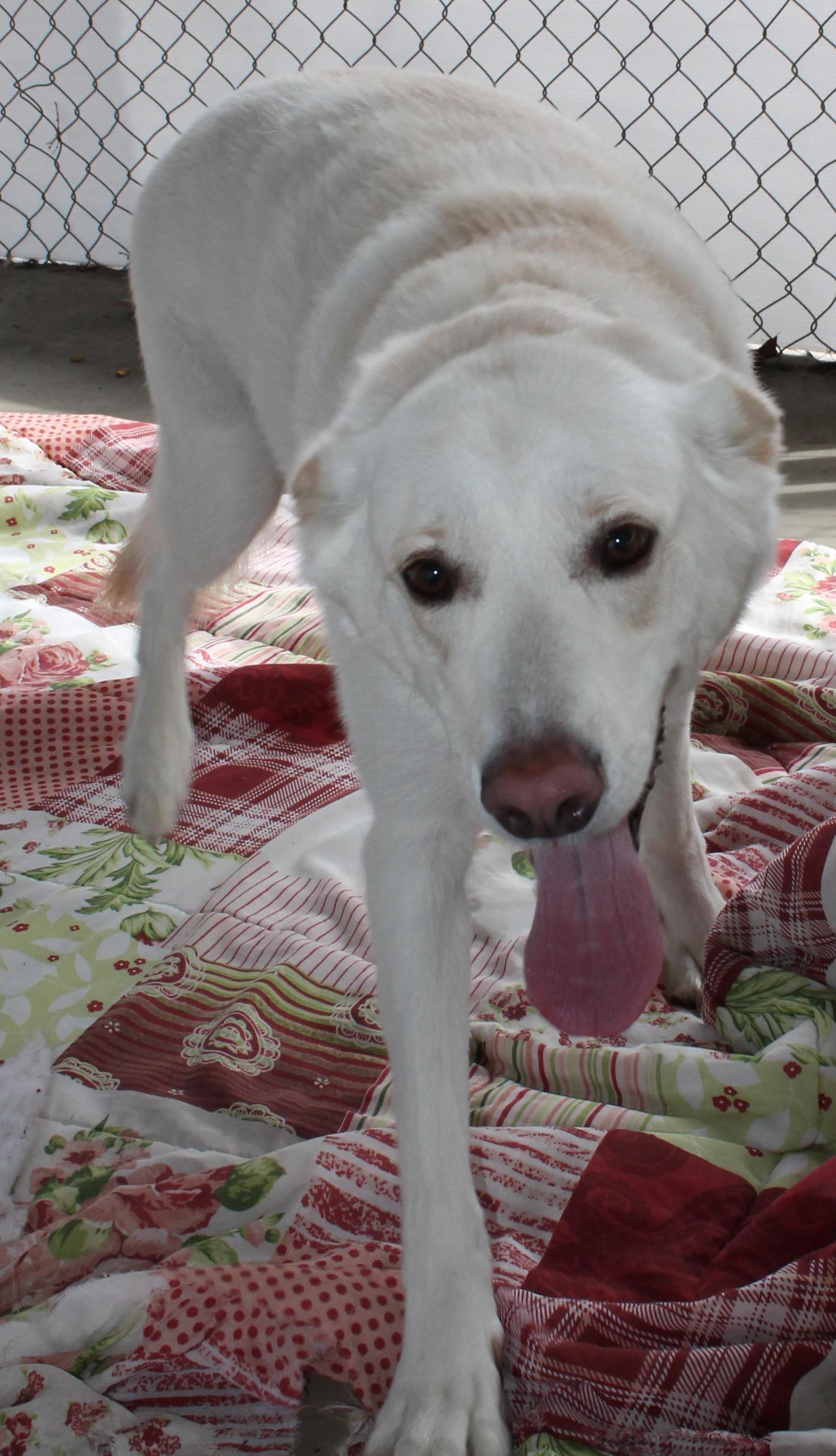 Looking for a forever home; Vernon SPCA pet of the week | iNFOnews.ca