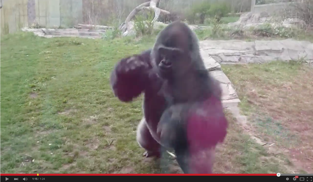 Terrifying video of gorilla smashing barrier at zoo | iNFOnews.ca