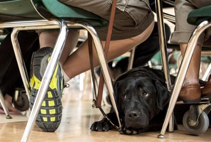 Service dog trainers, owners hope new legislation will put an end to fraud | iNFOnews.ca Service dog trainers, owners hope new legislation will put an end to fraud | iNFOnews.ca