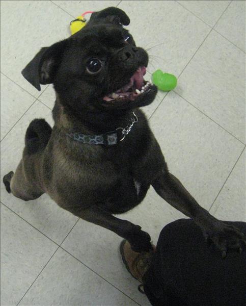 Looking for a forever home; Vernon SPCA pet of the week | iNFOnews.ca Looking for a forever home; Vernon SPCA pet of the week | iNFOnews.ca