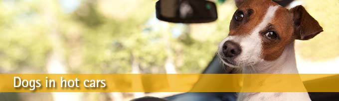 POULSEN: Monsanto is invading... plus love hormones and your dog | iNFOnews.ca POULSEN: Monsanto is invading... plus love hormones and your dog | iNFOnews.ca