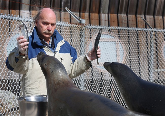 Working with harp seals is like herding cats at one-of-a-kind research site | iNFOnews.ca