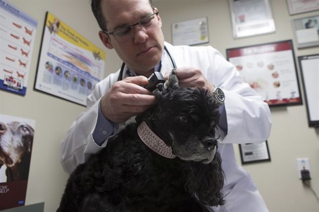 Check your pets: Vet shares health-care tips for cats and dogs in spring | iNFOnews.ca