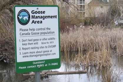 Goose management activities beginning in West Kelowna | iNFOnews.ca