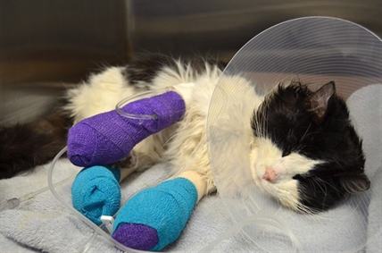 Abused cat dubbed 'Bruce Almighty' has last of bandages taken off; walking well | iNFOnews.ca Abused cat dubbed 'Bruce Almighty' has last of bandages taken off; walking well | iNFOnews.ca