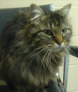 Looking for a forever home; Vernon SPCA pet of the week | iNFOnews.ca