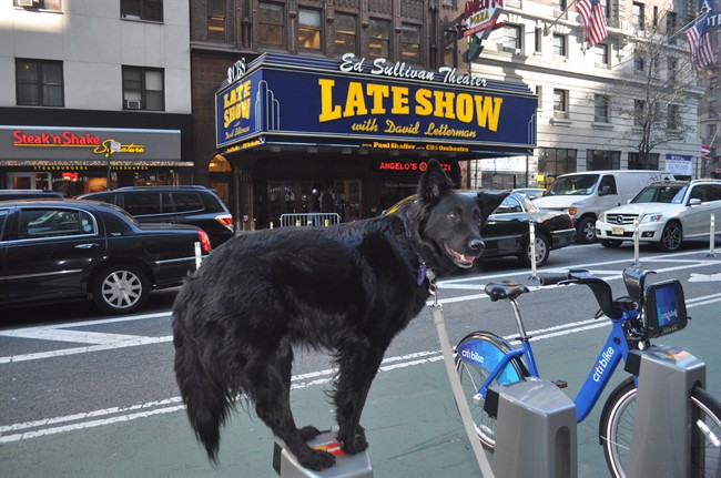 Canadian canines go down in Letterman history with Stupid Pet Tricks | iNFOnews.ca
