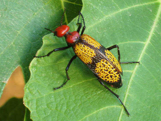 Food safety officials probe reports of insects in pre-packaged salads | iNFOnews.ca