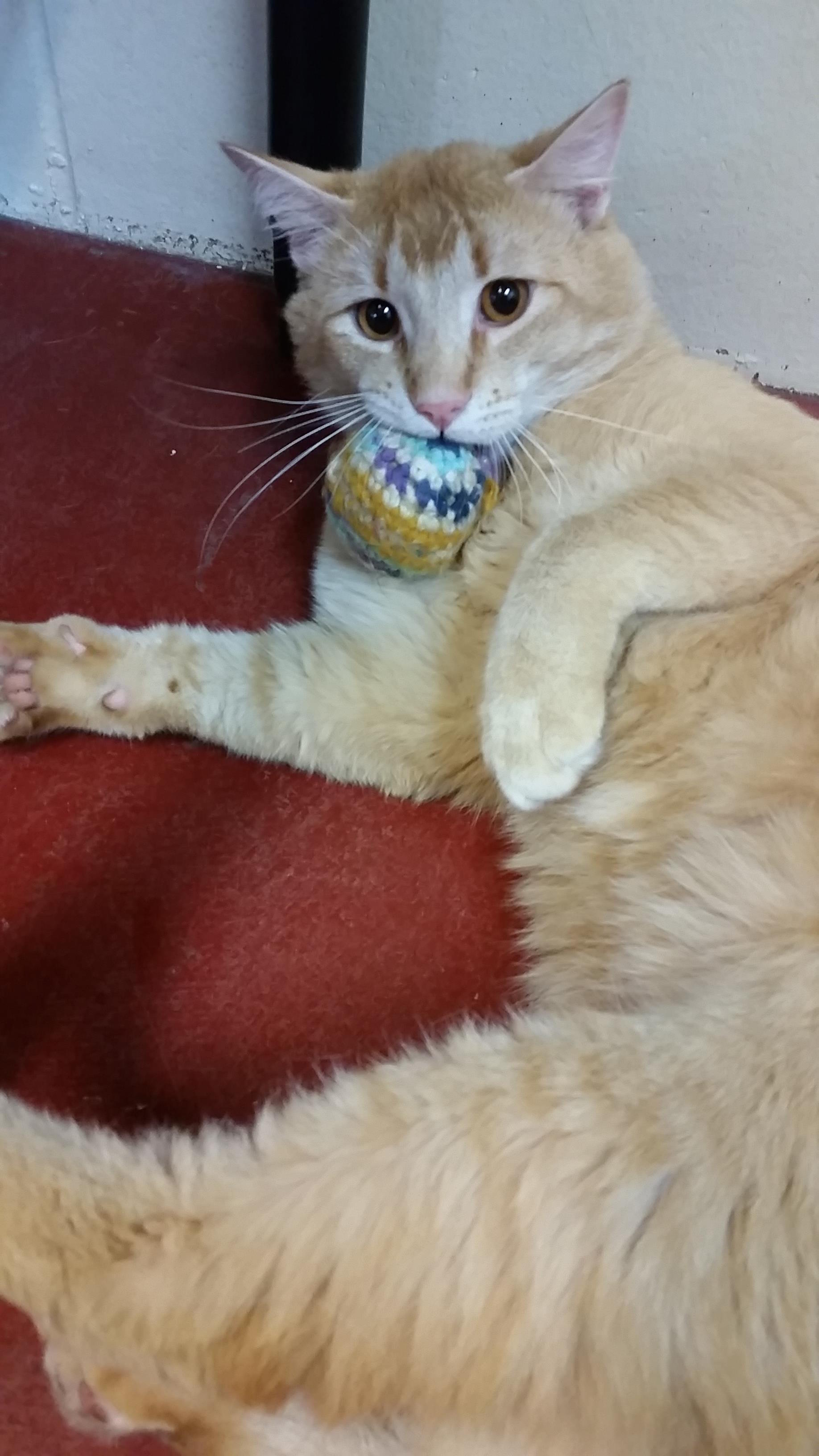 Looking for a forever home; Penticton SPCA pet of the week | iNFOnews.ca