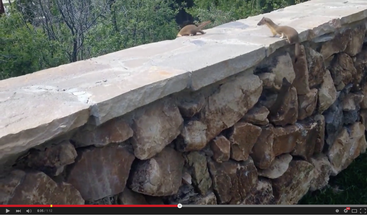 TRENDING NOW: Ferret babies follow mom over fence to safety | iNFOnews.ca