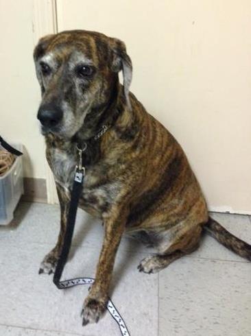 Looking for a forever home; Vernon SPCA pet of the week | iNFOnews.ca Looking for a forever home; Vernon SPCA pet of the week | iNFOnews.ca