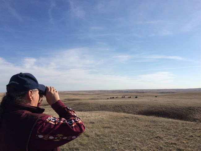 A modern-day buffalo battle: Struggle over bison restoration on the Great Plains | iNFOnews.ca A modern-day buffalo battle: Struggle over bison restoration on the Great Plains | iNFOnews.ca