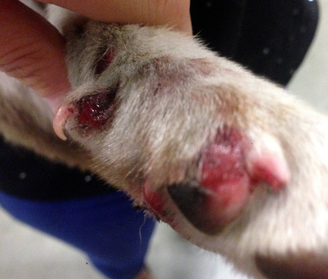 Kelowna women rescues dog being pulled behind moving vehicle | iNFOnews.ca