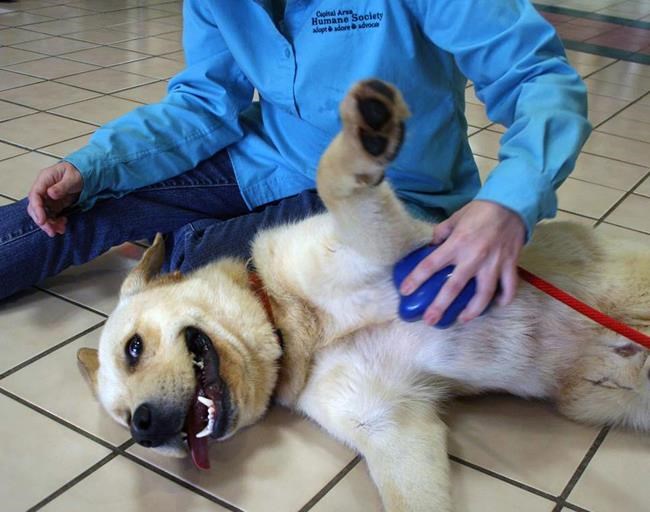 Soggy Doggy, Groom Genie and Pup Pot among inventions by pet owners that fill market need | iNFOnews.ca