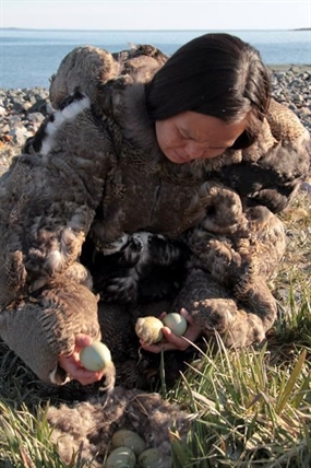 Fluffy story: Arctic hamlet opens eiderdown factory to feather its nest | iNFOnews.ca
