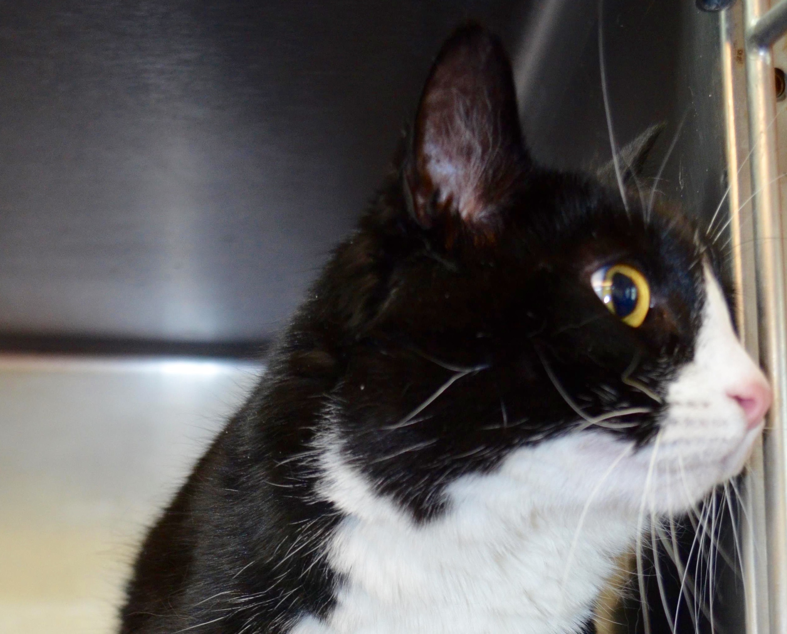 Looking for a forever home; Penticton SPCA pet of the week | iNFOnews.ca Looking for a forever home; Penticton SPCA pet of the week | iNFOnews.ca