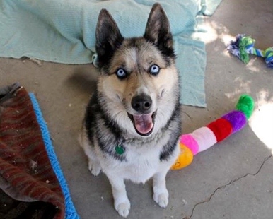 Looking for a forever home; Vernon SPCA pet of the week | iNFOnews.ca