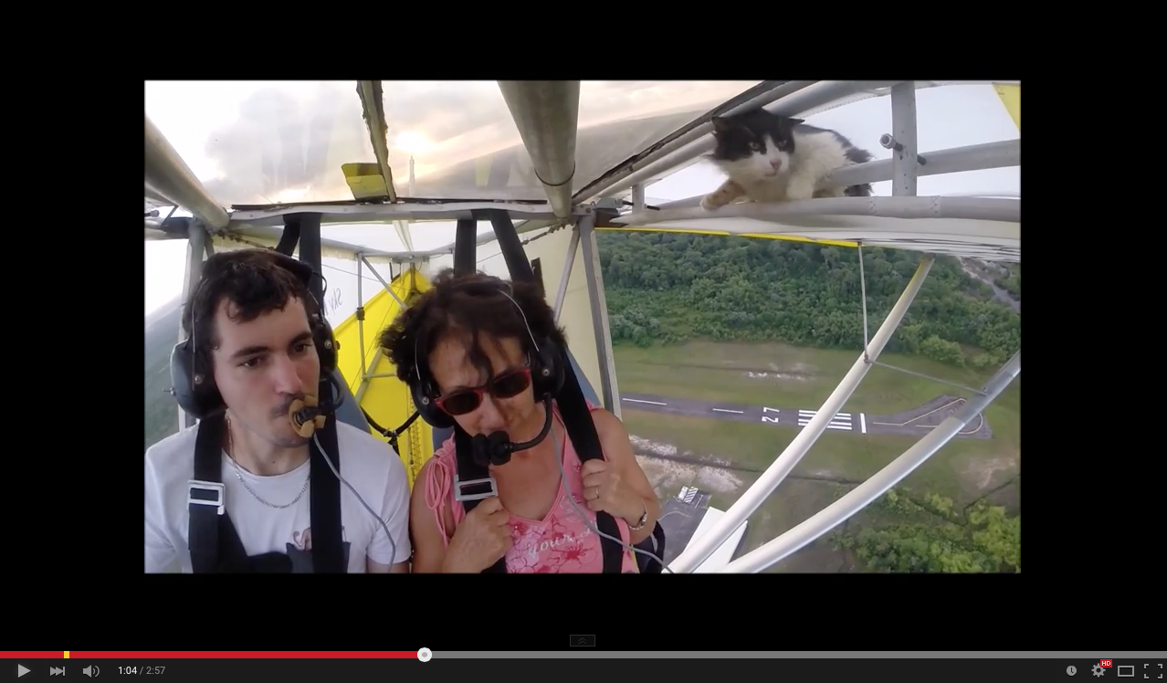 TRENDING NOW: Cat glider stowaway regrets decision, big time | iNFOnews.ca TRENDING NOW: Cat glider stowaway regrets decision, big time | iNFOnews.ca