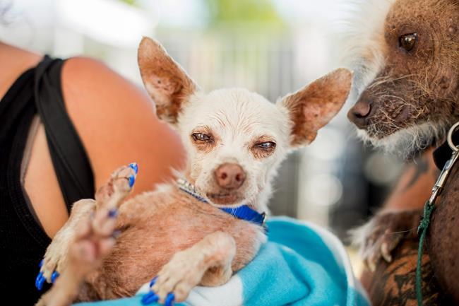 Deformed mutt named Quasi Modo is crowned World's Ugliest Dog | iNFOnews.ca