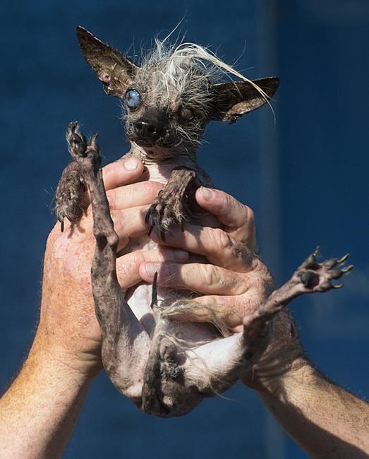 Deformed mutt named Quasi Modo is crowned World's Ugliest Dog | iNFOnews.ca