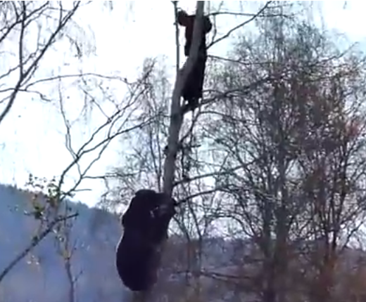 Bearly worth noticing | iNFOnews.ca Bearly worth noticing | iNFOnews.ca