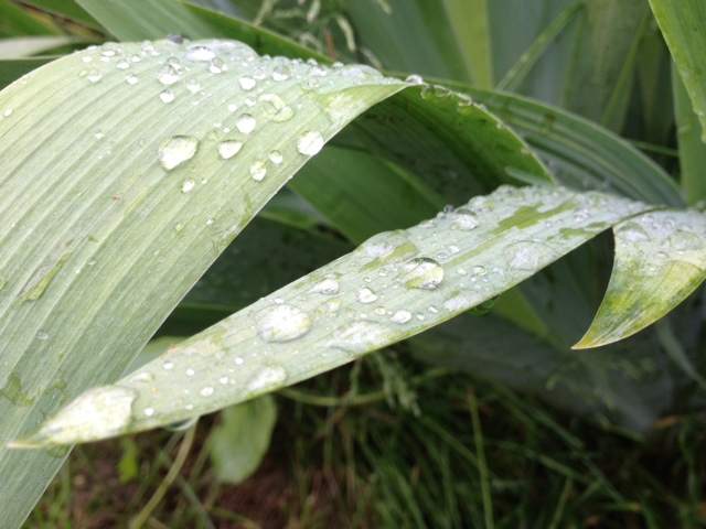 Vernon receives bulk of May rain in past two days | iNFOnews.ca Vernon receives bulk of May rain in past two days | iNFOnews.ca