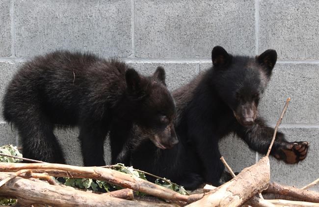 Conservation officer called killing bear cubs 'needless,' says leaked documents | iNFOnews.ca Conservation officer called killing bear cubs 'needless,' says leaked documents | iNFOnews.ca