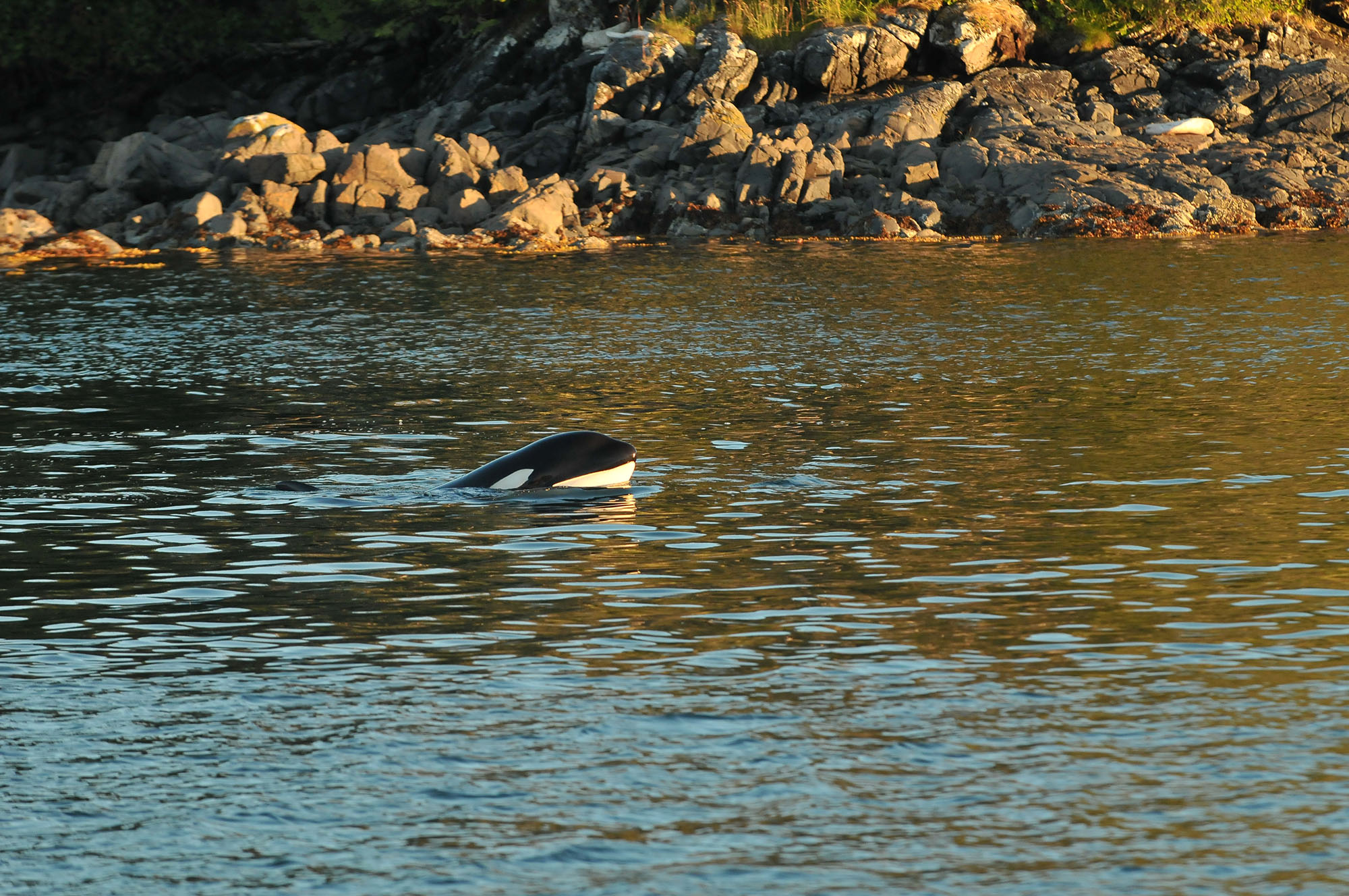 Lost killer whale, Sam, found back with its B.C. family | iNFOnews.ca Lost killer whale, Sam, found back with its B.C. family | iNFOnews.ca