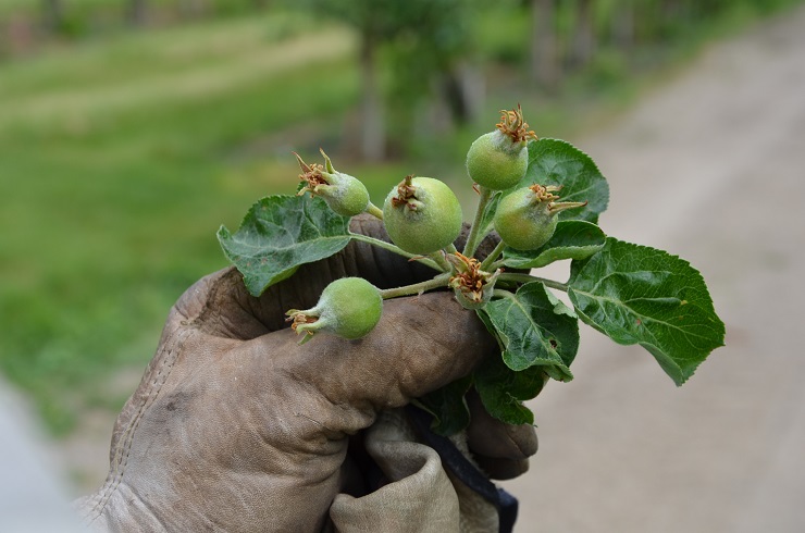 Why farming in Kelowna is still viable | iNFOnews.ca