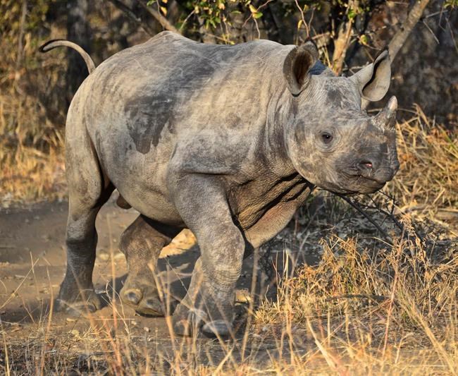 South African rhino orphanage cares for babies whose mothers were killed by poachers | iNFOnews.ca