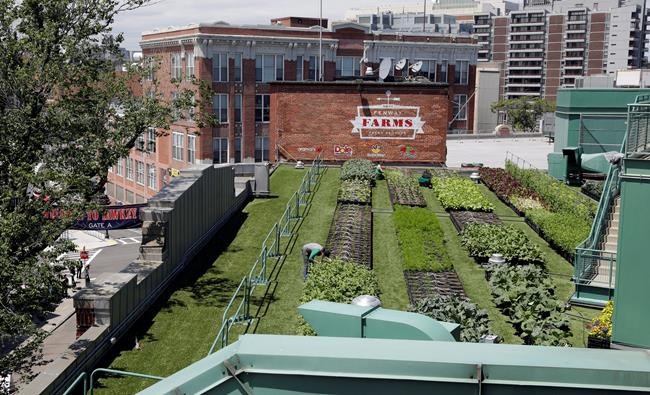 Rooftop garden veggies delight fans and chefs alike at Boston's iconic Fenway Park | iNFOnews.ca