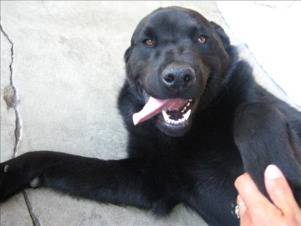 Looking for a forever home; Vernon SPCA pet of the week | iNFOnews.ca