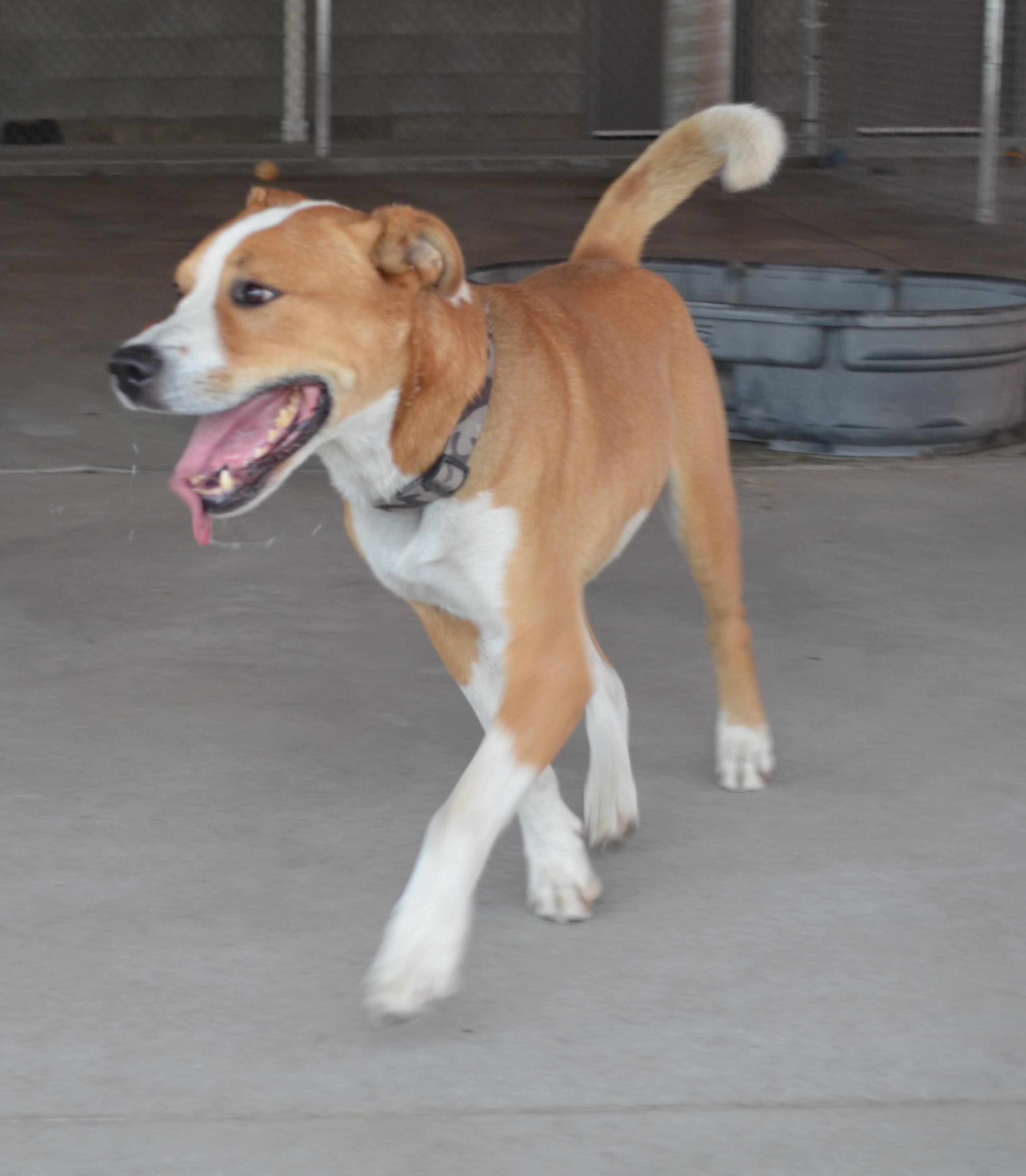 Looking for a forever home; Penticton SPCA pet of the week | iNFOnews.ca
