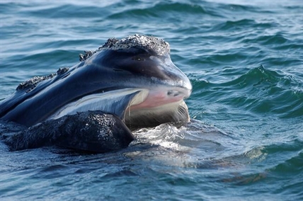 Technology used in hunt of a different kind for North Atlantic right whales | iNFOnews.ca Technology used in hunt of a different kind for North Atlantic right whales | iNFOnews.ca