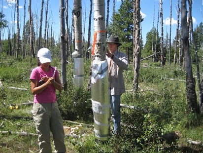 Dry trees: Study says drought affects forests for years, changes climate models | iNFOnews.ca Dry trees: Study says drought affects forests for years, changes climate models | iNFOnews.ca