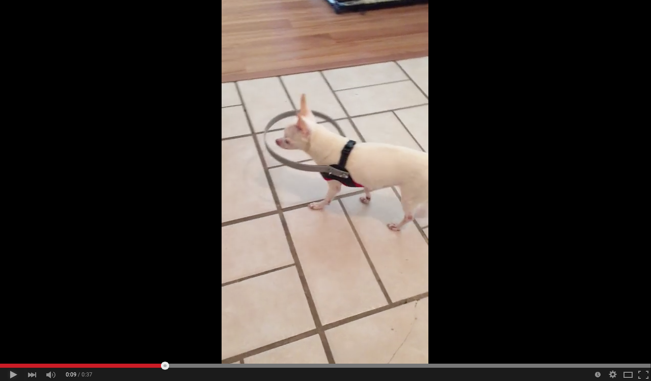 TRENDNG NOW: Doggy bumper for Buddy | iNFOnews.ca