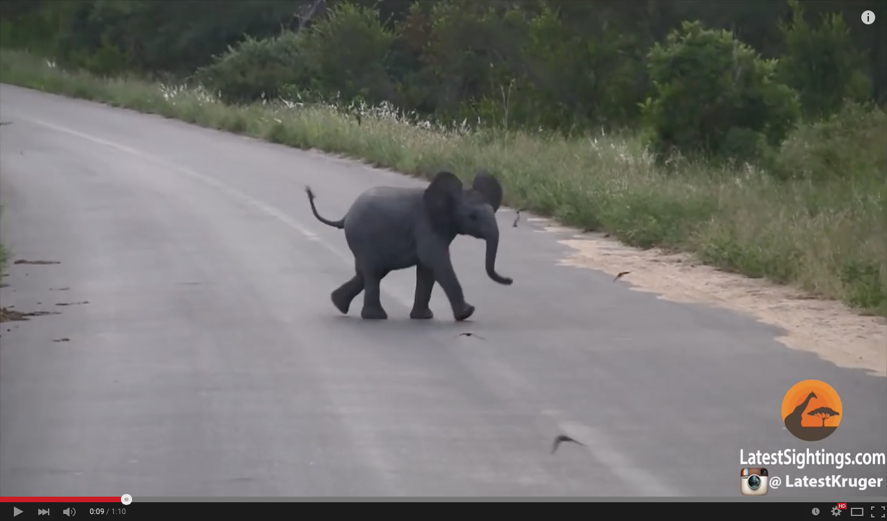 TRENDING NOW: Adorable baby elephant chasing birds will melt your heart | iNFOnews.ca