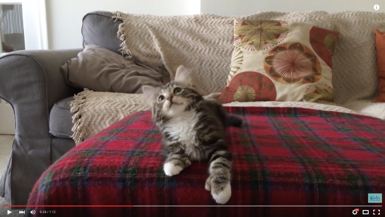 TRENDING NOW: Uptown kitten gets funky | iNFOnews.ca TRENDING NOW: Uptown kitten gets funky | iNFOnews.ca