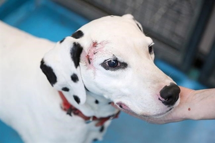 Dogs, cats, horses deprived of food seized from Surrey property | iNFOnews.ca Dogs, cats, horses deprived of food seized from Surrey property | iNFOnews.ca