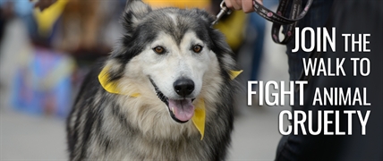 BC SPCA Paws for a Cause | iNFOnews.ca