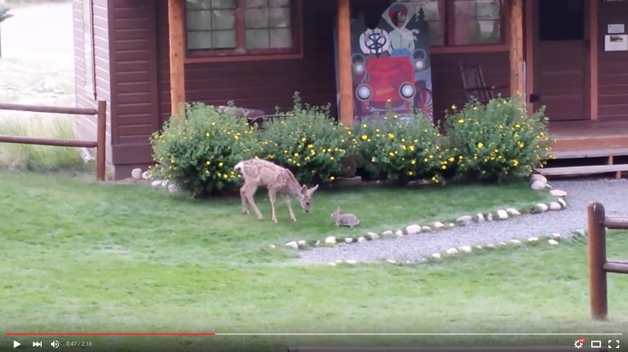 TRENDING NOW: Disney movie 'Bambi' in real life | iNFOnews.ca