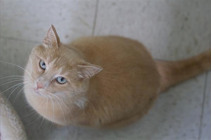 Looking for a forever home; Vernon SPCA pet of the week | iNFOnews.ca