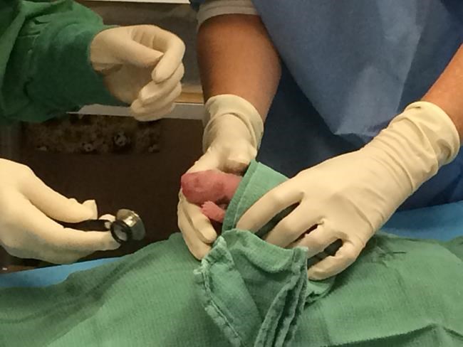 National Zoo director: Advances in panda breeding mean twin cubs have good chance of survival | iNFOnews.ca