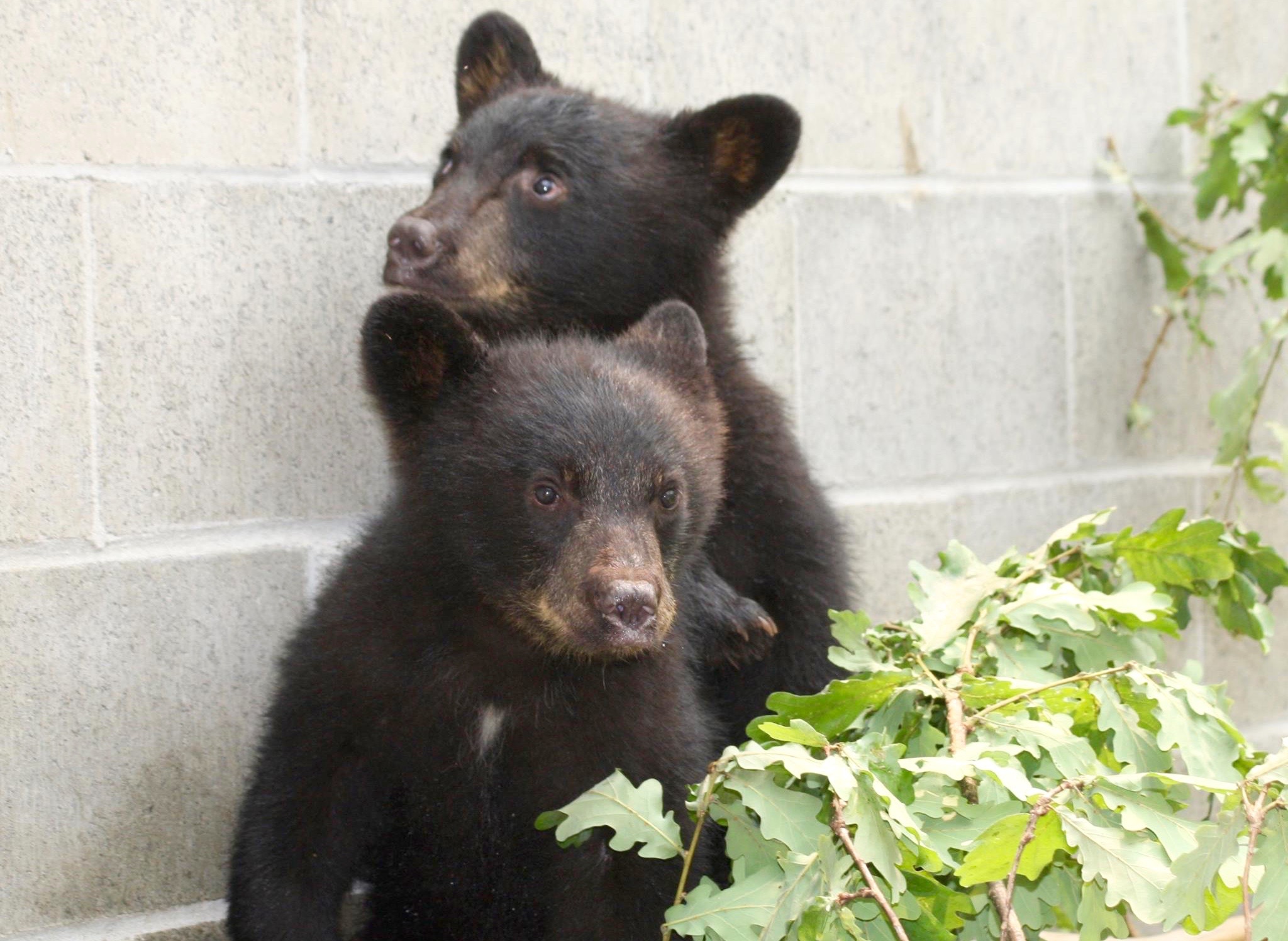 Province wants conservation officer ousted from service for saving baby bears | iNFOnews.ca Province wants conservation officer ousted from service for saving baby bears | iNFOnews.ca